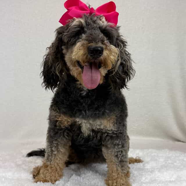 Daisy - Bernedoodle Female