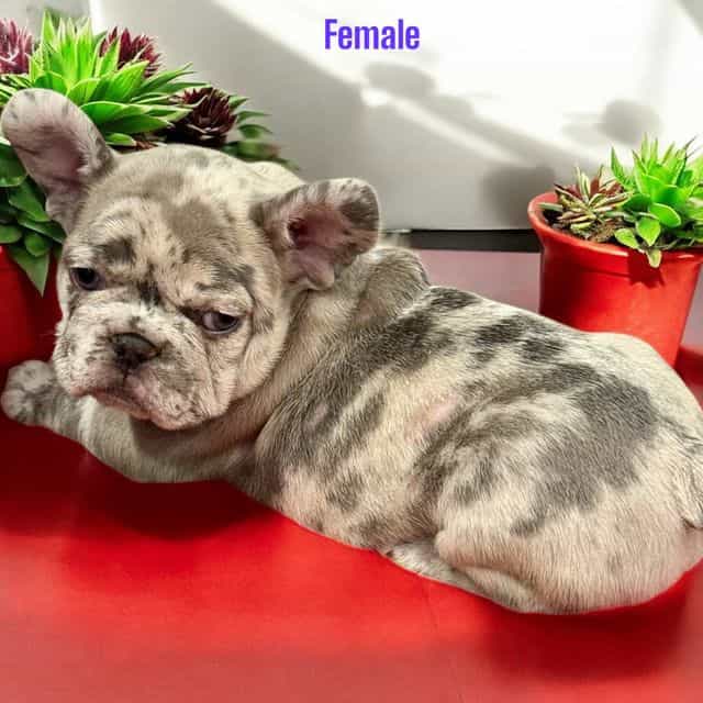 Puppy 3 - French Bulldog Female