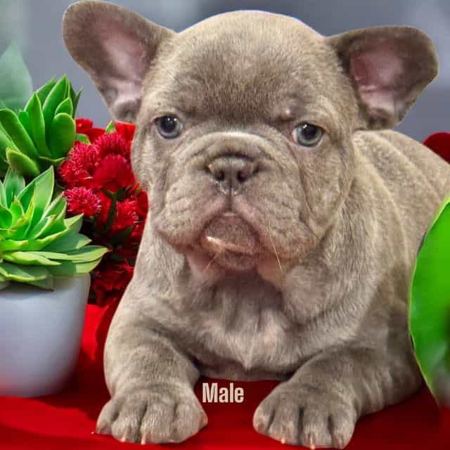 Puppy 2 - French Bulldog Male