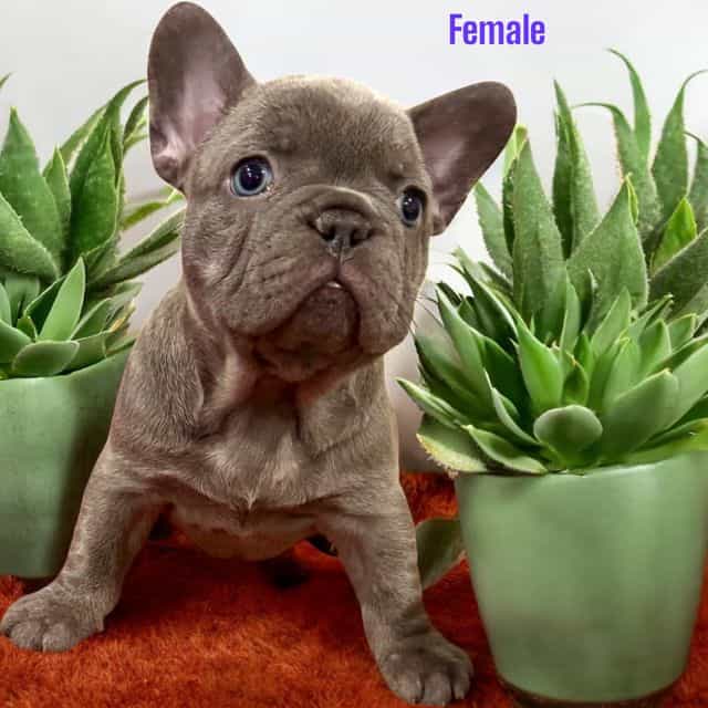 Puppy 4 - French Bulldog Male