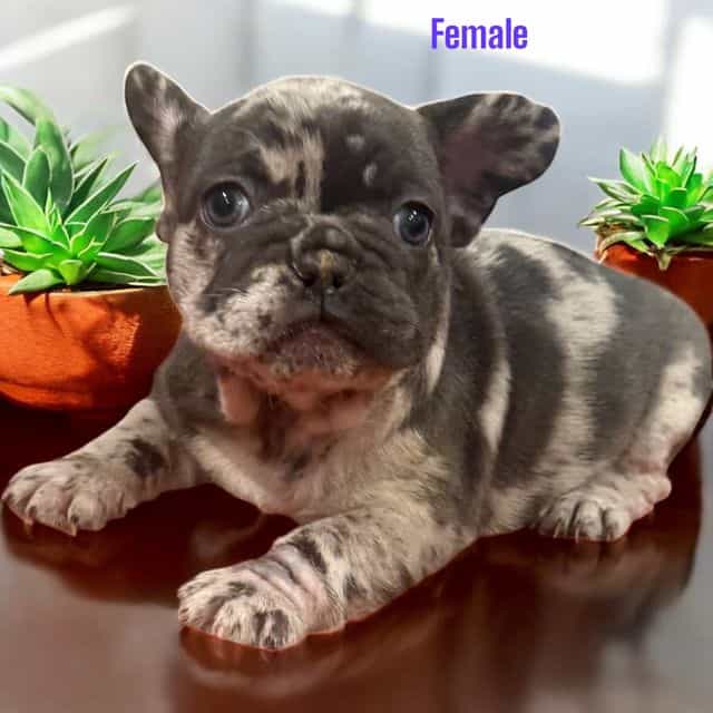 Puppy 6 - French Bulldog Female