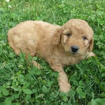 Mason - Goldendoodle Male