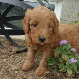 Mya - Goldendoodle Female