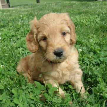 Mars - Goldendoodle Female