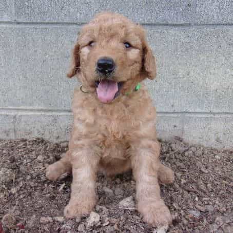 Max - Goldendoodle Male