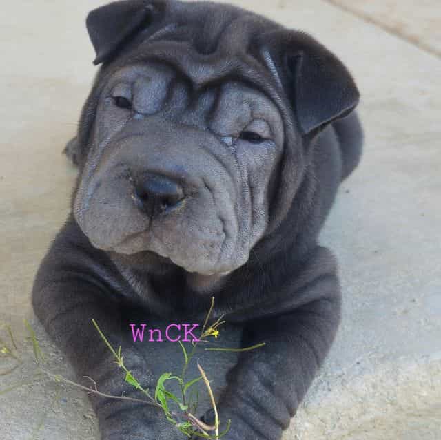 Bonnie - Miniature Shar-Pei Female