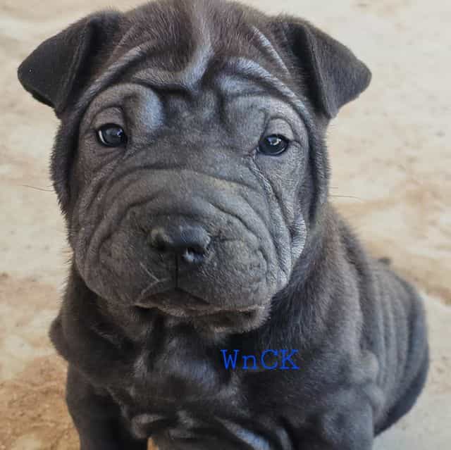 Bitty - Miniature Shar-Pei Female