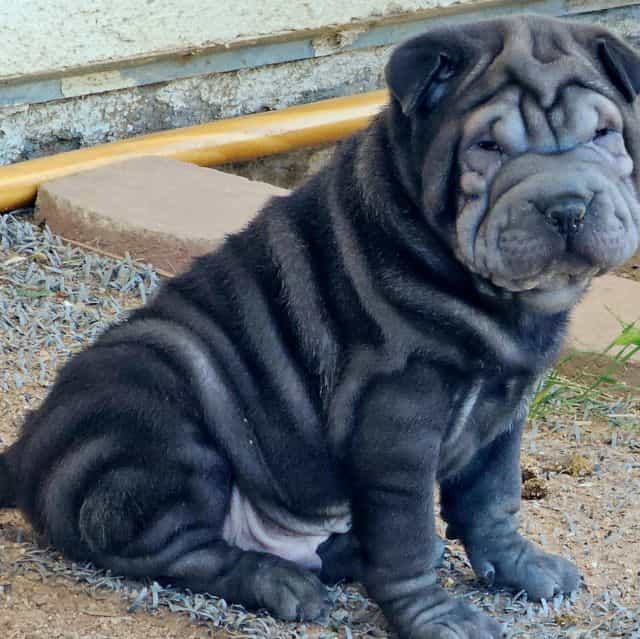 Bruno - Miniature Shar-Pei Male