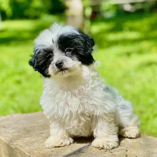 Bitsy - Pomapoo Male