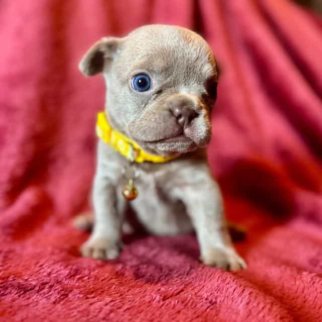 Rebecca - French Bulldog Female