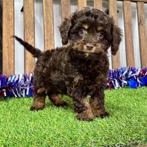 Ben - Cavapoo Male