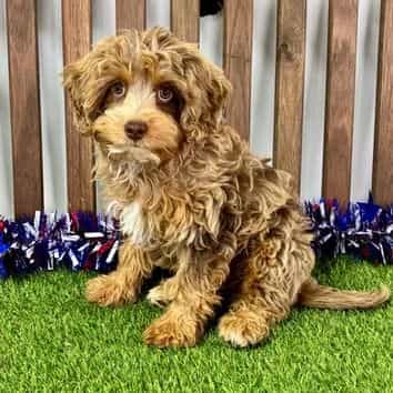 Damian - Cavapoo Male