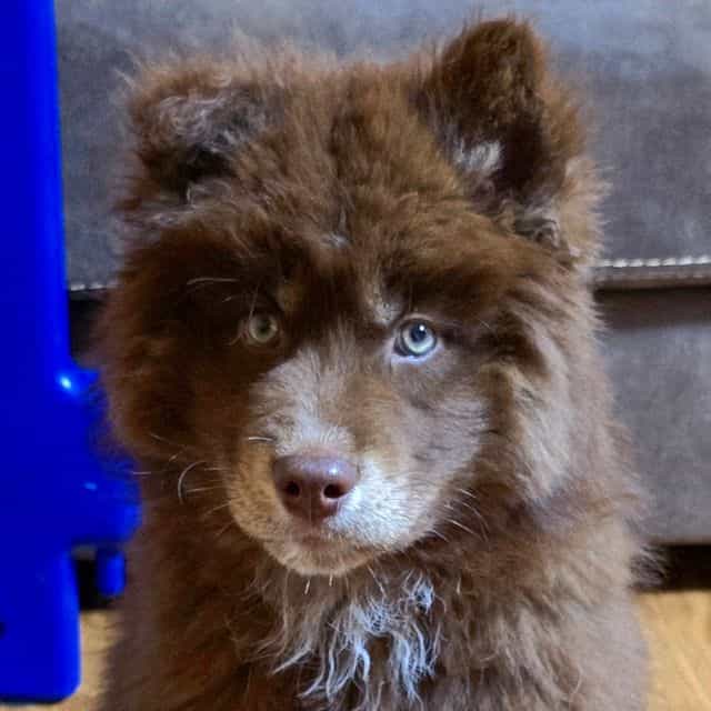Heath - Siberian Husky Male