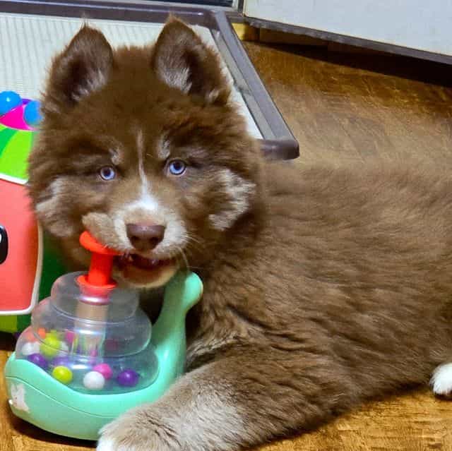 Aero - Siberian Husky Male