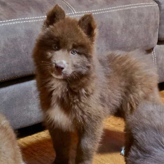 Chief - Siberian Husky Male