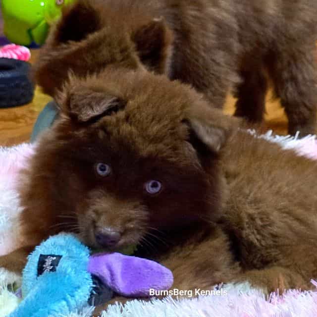 Fozzie Bear - Siberian Husky Female