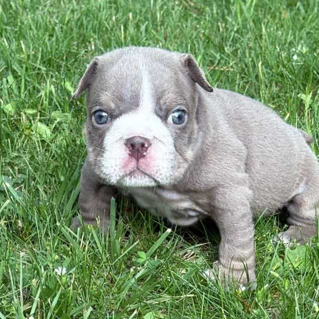 Sosa  - English Bulldog Male