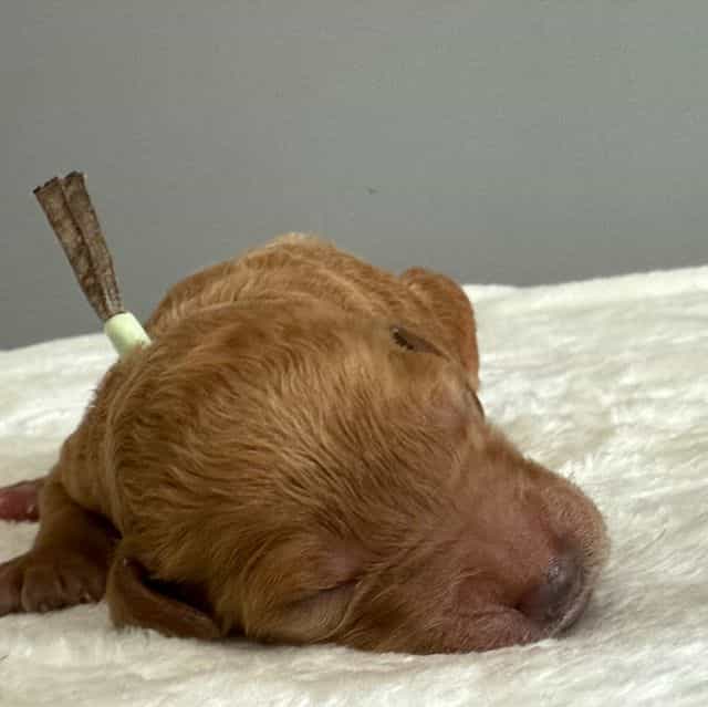 Biscuit - Goldendoodle Female