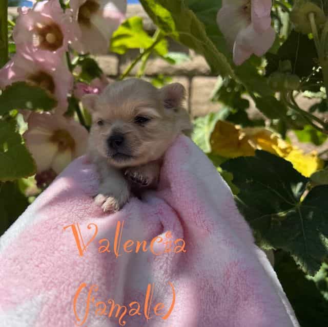 Valencia - Pomeranian Female