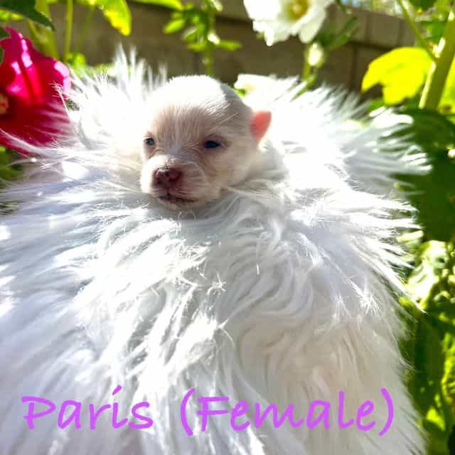 Paris - Pomeranian Female