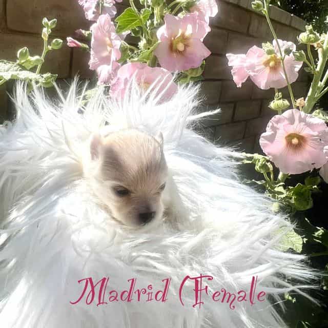 Madrid - Pomeranian Female