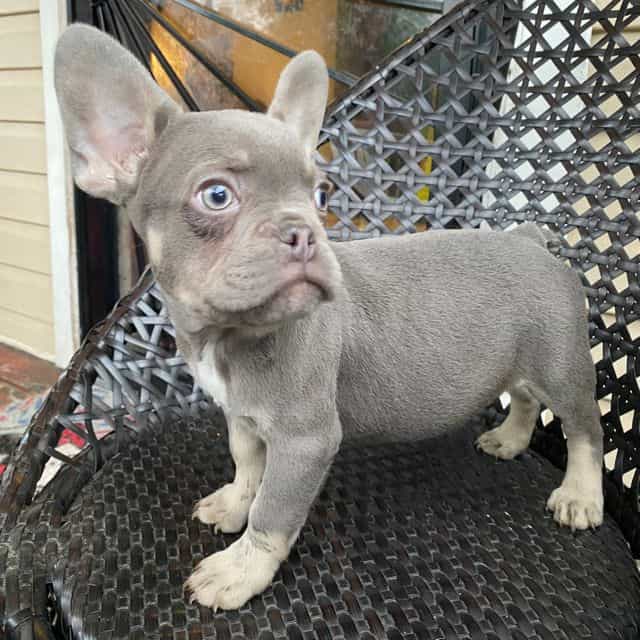 Larry - French Bulldog Male