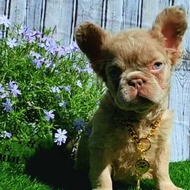 Isabella fluffy - French Bulldog Female