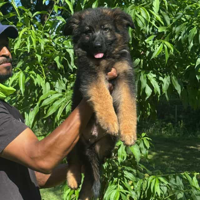 Zarro vom Arial - German Shepherd Dog Male