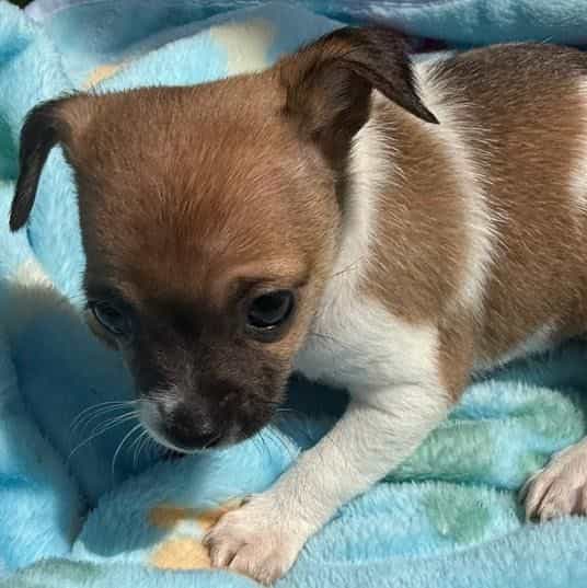 MACHO - Chihuahua Male
