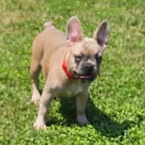 Ellie - French Bulldog Female