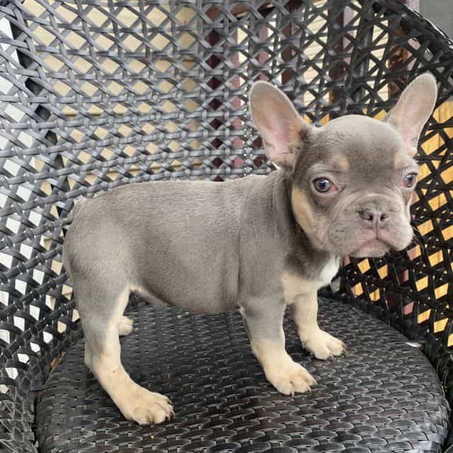 Moe - French Bulldog Male