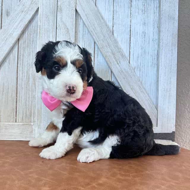 Victoria - Bernedoodle Female