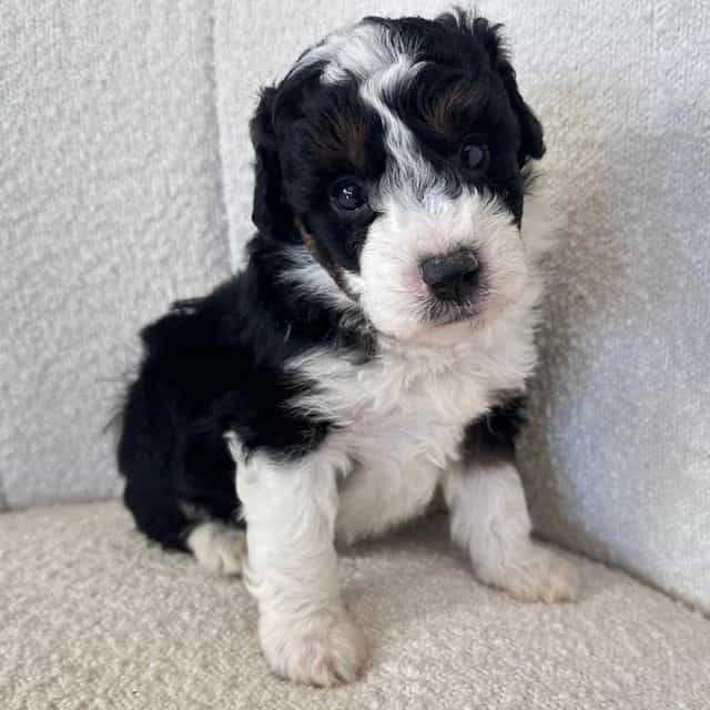 Marley - Bernedoodle Male