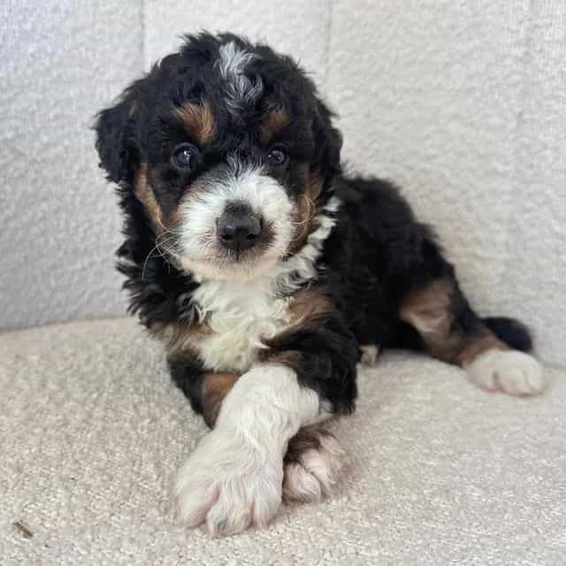 Spike - Bernedoodle Male