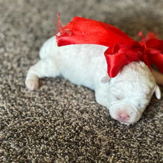 Abby - Shih-Poo Female
