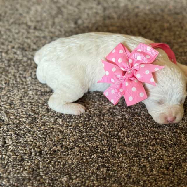 Sandra - Shih-Poo Female