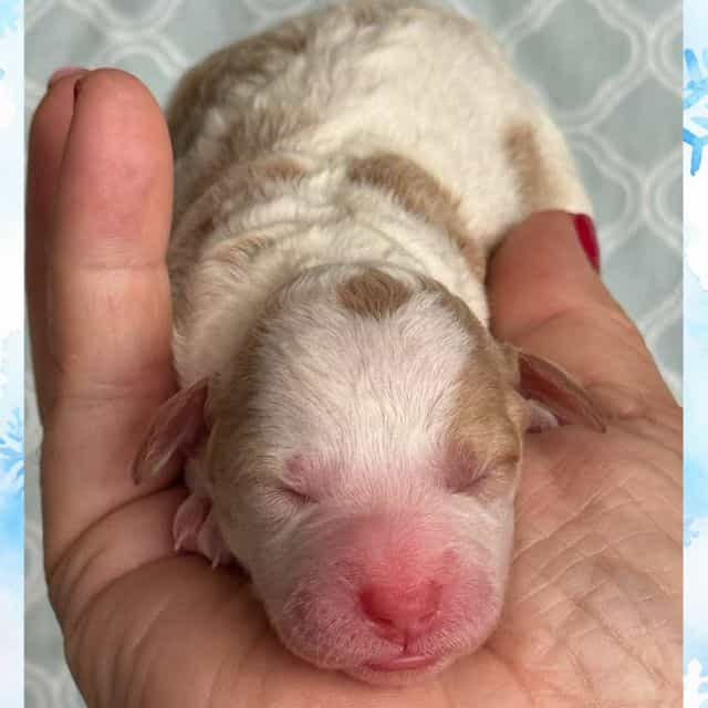 Valentino  - Toy Poodle Male