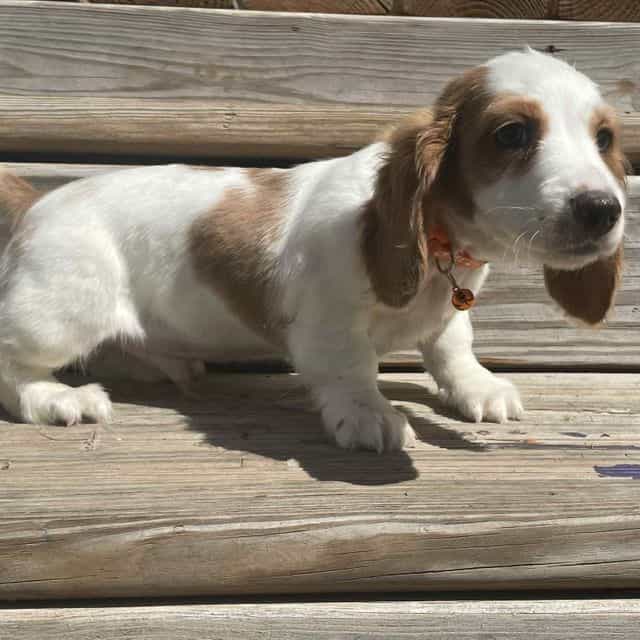Zander - Dachshund Male