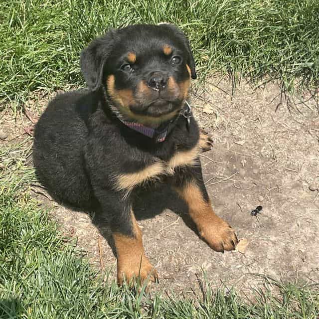 AKC Champion Bl - Rottweiler Female