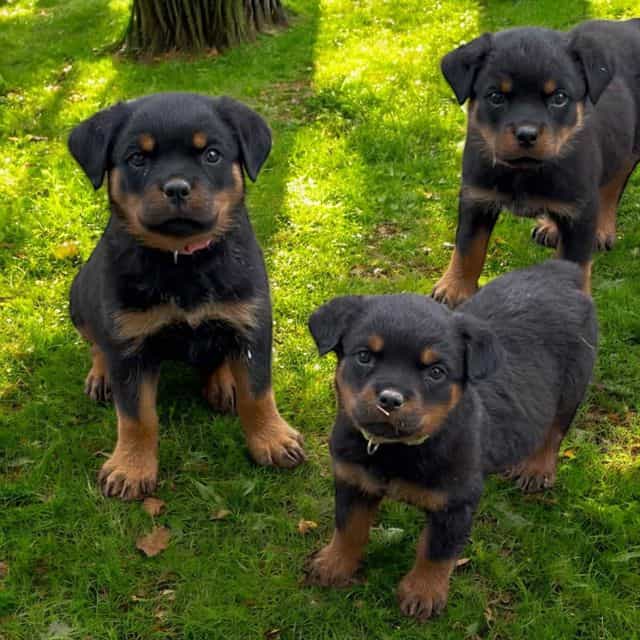 AKC Champion Bl - Rottweiler Female