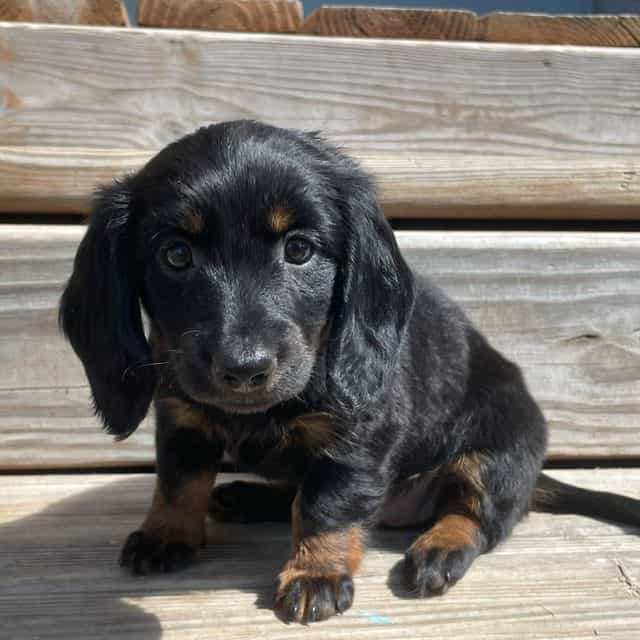 Phoebe  - Dachshund Female