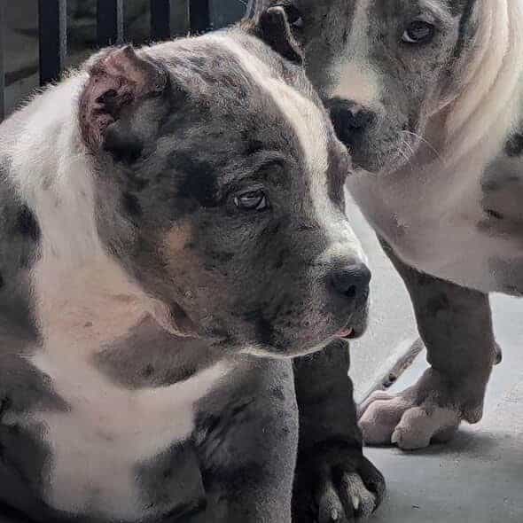 TOBY - American Bully Male