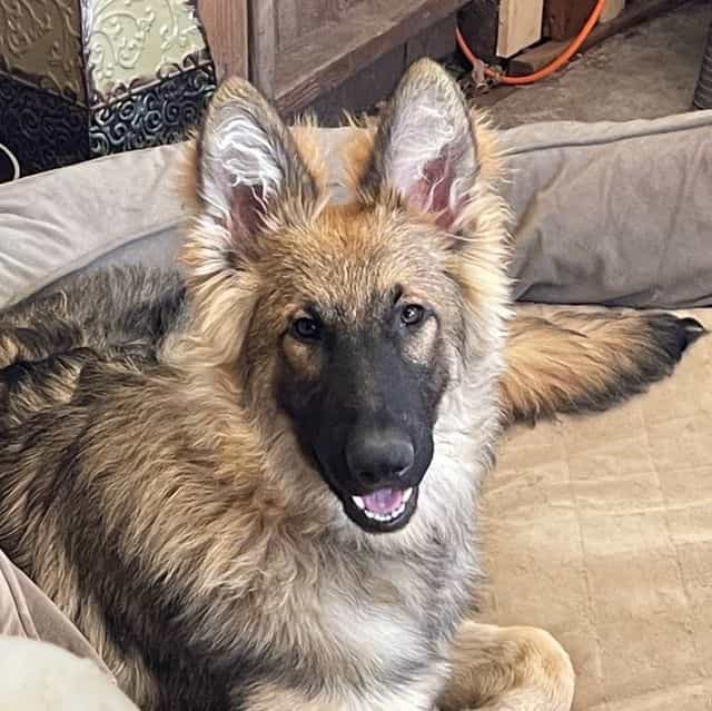 Colt - German Shepherd Dog Male
