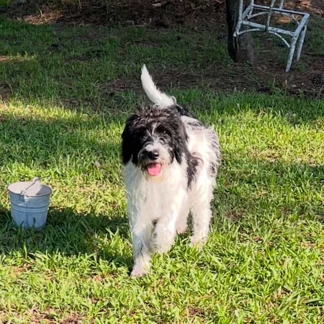 Kase - Labradoodle Male