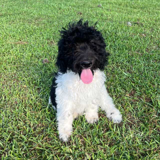 Grey - Labradoodle Male