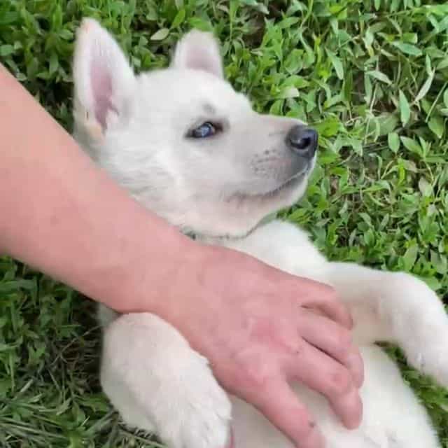 Cloud - German Shepherd Dog Male