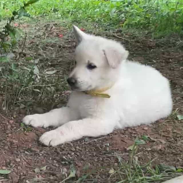 Zuko - German Shepherd Dog Male