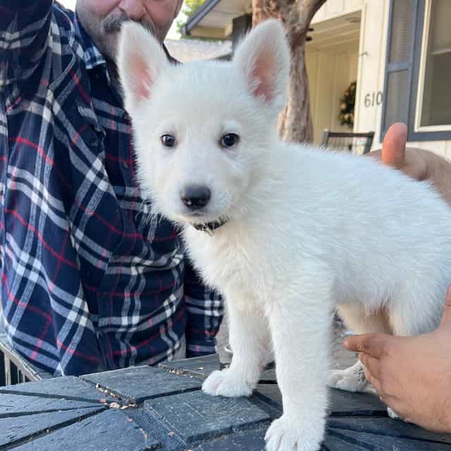 Ghost  - German Shepherd Dog Male
