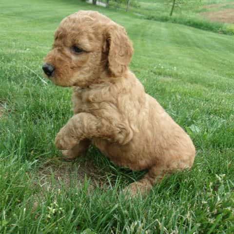 Maverick - Goldendoodle Male