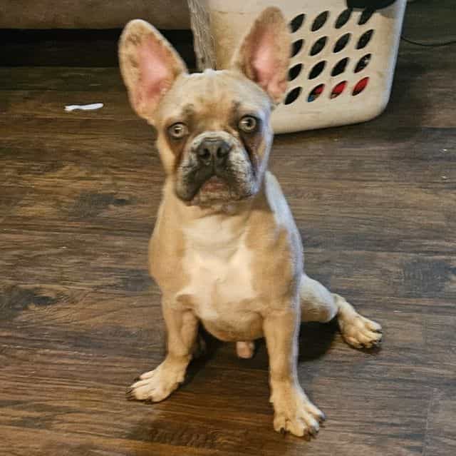 Cosmo - French Bulldog Male